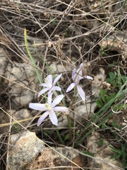 Androstephium coeruleum