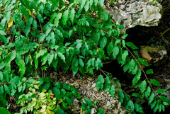 Trichostigma octandrum