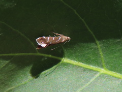 Strobisia proserpinella