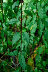 Trichostigma octandrum