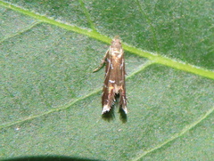 Strobisia proserpinella