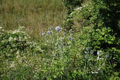 Echinops armatus