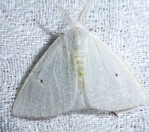 Arctornis cygna