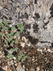Euphorbia chamaesyce