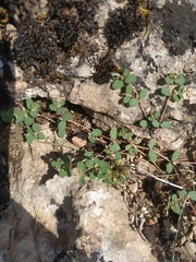 Euphorbia chamaesyce