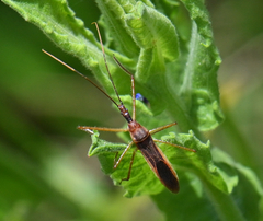 Zelus cervicalis