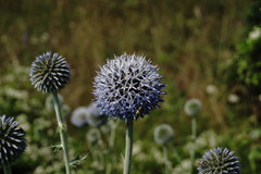Echinops armatus
