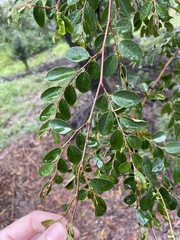 Phyllantheae