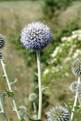 Echinops armatus
