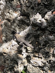 Ctenosaura oedirhina