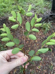 Phyllantheae