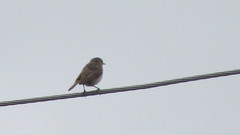 Muscicapa striata