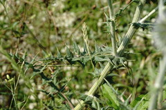 Echinops armatus