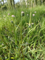 Erigeron acris serotinus