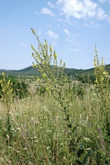 Verbascum pyramidatum