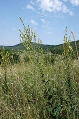 Verbascum pyramidatum