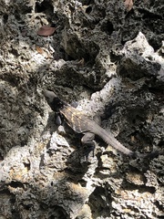 Ctenosaura oedirhina