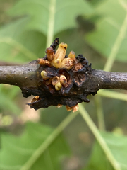 Callirhytis quercusgemmaria