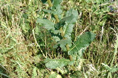 Verbascum pyramidatum