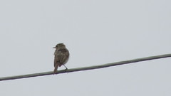 Muscicapa striata