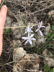 Androstephium coeruleum
