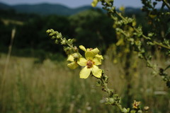 Verbascum pyramidatum