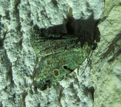 Maliattha concinnimacula