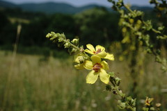 Verbascum pyramidatum
