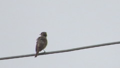 Muscicapa striata