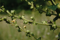 Verbascum pyramidatum