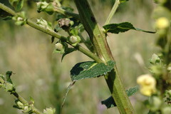 Verbascum pyramidatum