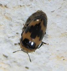 Ischyrus quadripunctatus