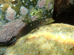 Lepadogaster candolii
