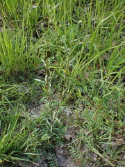 Erigeron acris serotinus