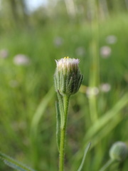 Erigeron acris serotinus
