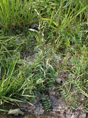 Erigeron acris serotinus