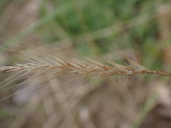 Festuca ambigua