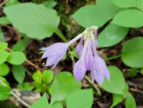 Ilwol hosta (Hosta capitata)