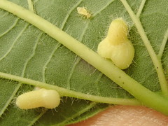 Celticecis pyriformis