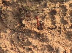 Novomessor albisetosus