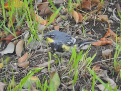 Setophaga coronata auduboni