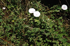 Convolvulus betonicifolius