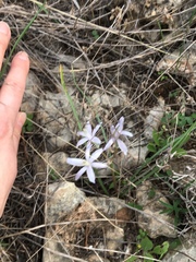 Androstephium coeruleum