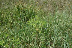 Euphorbia platyphyllos