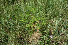 Euphorbia platyphyllos