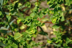 Euphorbia platyphyllos