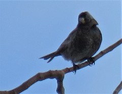 Leucosticte atrata