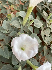 Datura wrightii