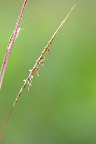 Miami Bluestem (Anatherum miamiense)