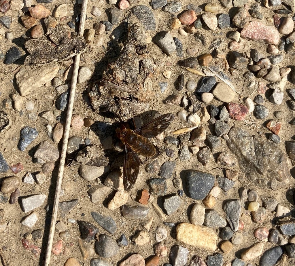poecilanthrax-from-seton-calgary-ab-t1x-canada-on-july-12-2021-at